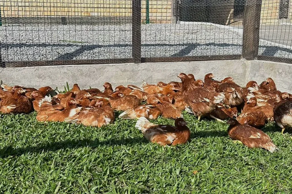 Escola Dinâmica inaugura aviário sustentável no Núcleo Ambiental